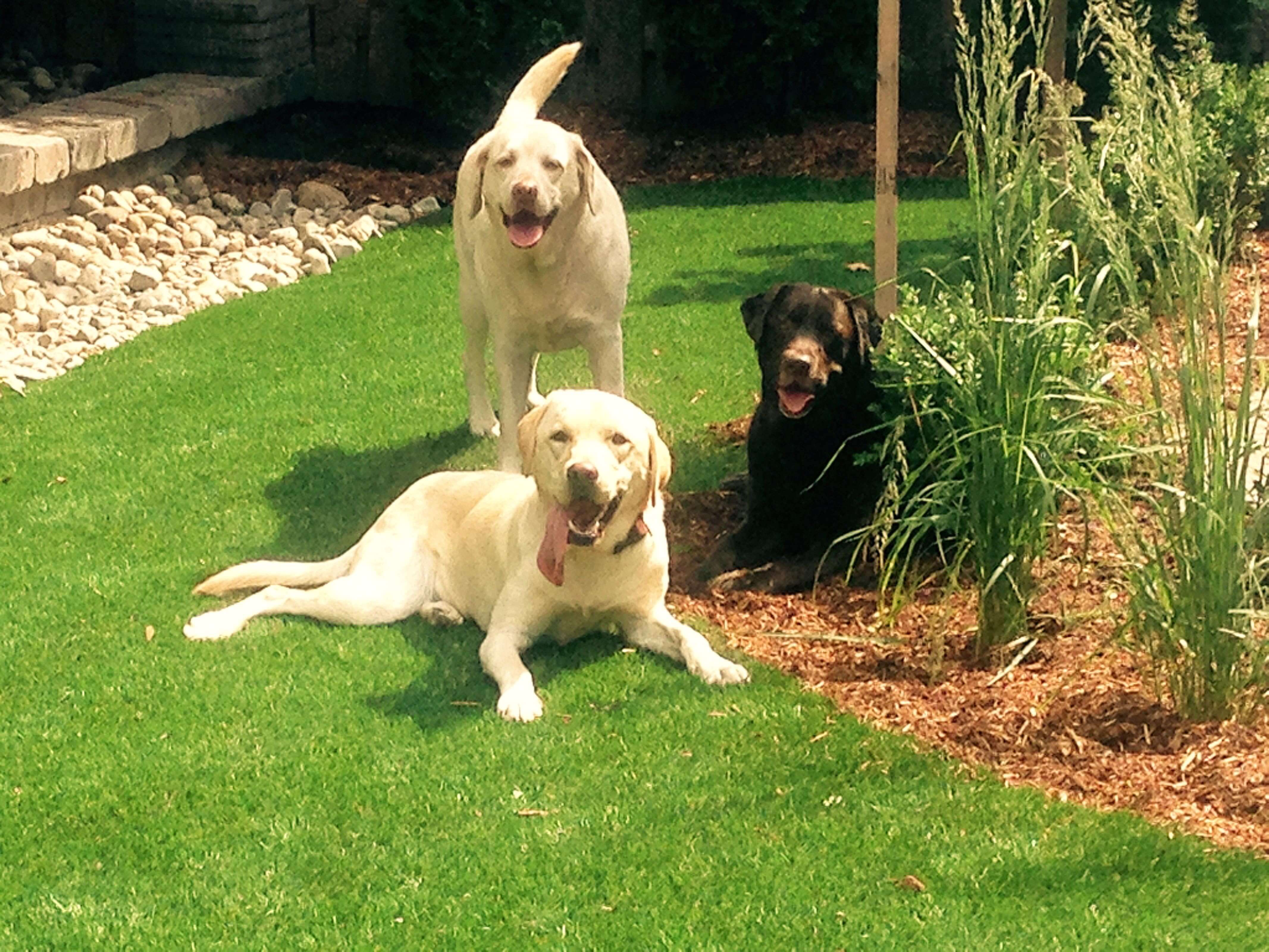 Artificial grass for pets installation by Lazy Lawn Canada